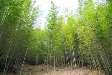 Fototapeta na wymiar Bamboo forest in a sunny day.