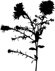 isolated black garden flower with small leaves