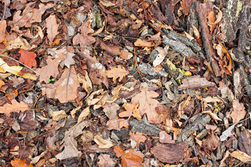 Autumn dry brown oak leaves and bark on the ground. Texture. View from above