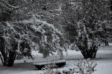 Bushes covered with the snow in park