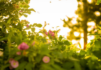 Obraz na płótnie Canvas Flowers under sunlight