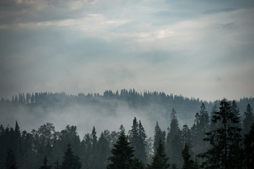 Bergwald von Nebel bedeckt