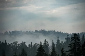 Crédence en verre imprimé Forêt dans le brouillard Forêt de montagne couverte de brouillard