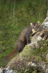 Pine Marten