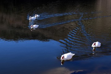 Patos en su hábitat natural 