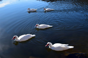 Patos en su hábitat natural 
