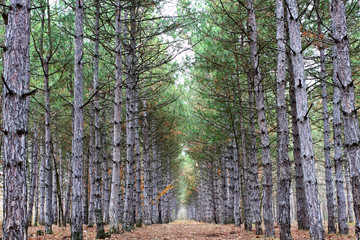 Obraz premium Path trough pine trees in the forest on a cloudy autumn day