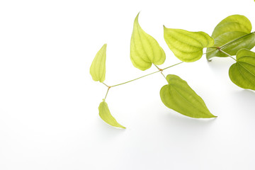 Obraz premium 利休草