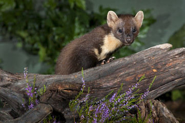 Pine Marten