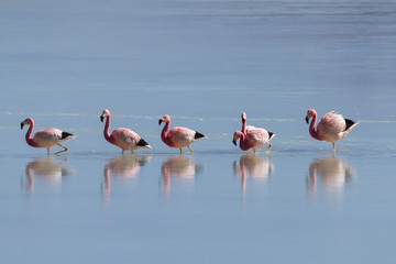 Obraz premium Flamingos at Laguna Ramaditas