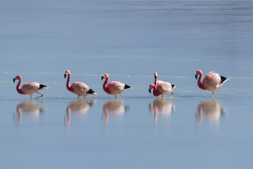 Flamingos at Laguna Ramaditas