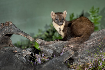 Pine Marten