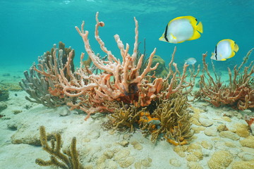 Lumpy overgrowing sponge with soft coral and tropical fish spotfin butterflyfish, underwater marine life in the Caribbean sea
