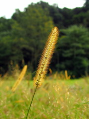 野原のチカラシバ