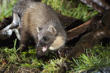 Pine Marten