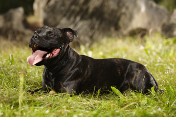 Adult Staffordshire bull terrier dog in park