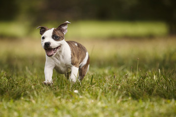 Puppy of Staffordshire bull terrier dog in park