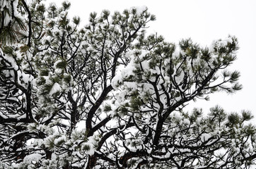 Snow gathered on branches after snow storm