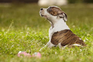 Baby Staffordshire bull terrier dog sitting in park