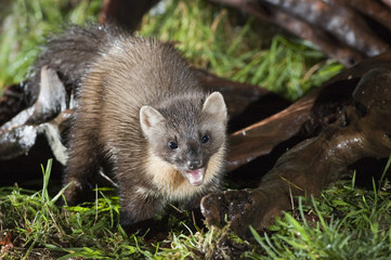 Pine Marten