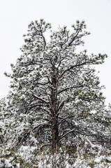 Tall tree with branches covered in snow and ice