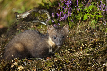 Pine Marten
