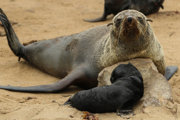 Fototapeta premium Robbenmutter mit Baby