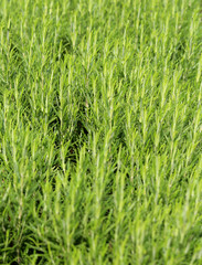 background of rosemary typical aromatic plant of the Mediterrane