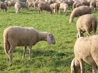 Obraz na płótnie Canvas Flock with many sheep grazing in the meadow