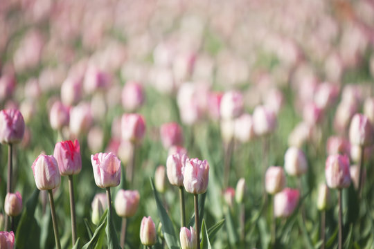 Pink tulips. Nature spring background