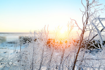 Branches bushes covered with hoarfrost fluffy.