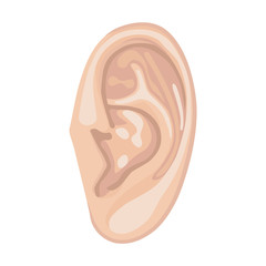 Human ear