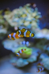 Fototapeta na wymiar Sea life: exotic tropical coral reef