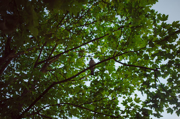 Summer branch with fresh green leaves