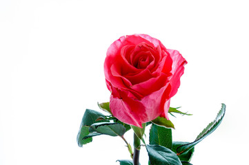 Red roses on a white background