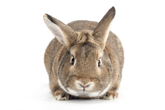 Isolated Image of a brown rabbit