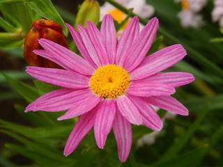 Obraz premium purple daisy pyrethrum flower in garden