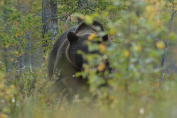 Eye to eye with brown bear. Brown bear peek from behind a bush.