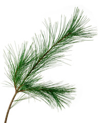 pine branch on a white background