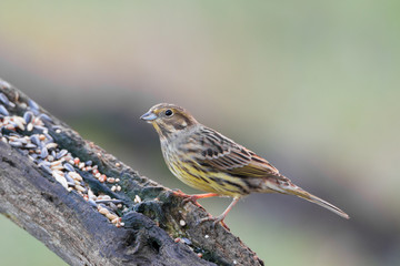Fototapeta premium yellowhammer