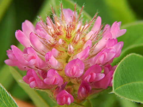 the fine flower of a pink clover grows in the field with a green grass