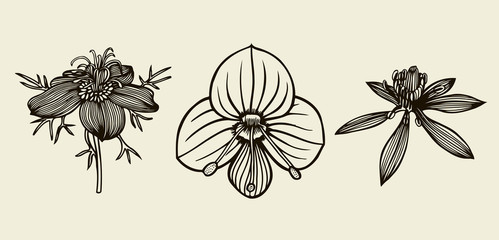 Hand drawn flowers