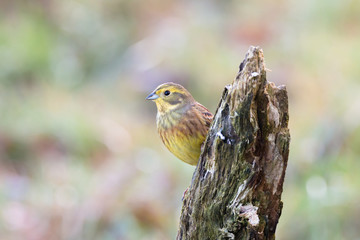 yellowhammer