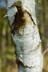 Birch Tree