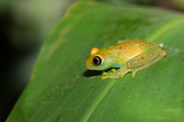 Green bright-eyed frog,  Andasibe Madagascar