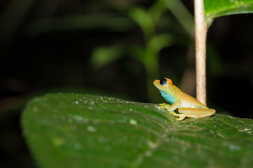 Green bright-eyed frog,  Andasibe Madagascar