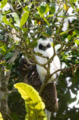 Madagascar bird Long-eared Owl (Asio madagascariensis)