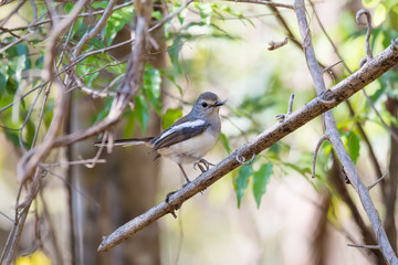 Madagascar bird Robin Madagascar Magpie