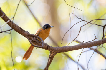 Madagascar bird Paradise-flycatcher, Terpsiphone mutata