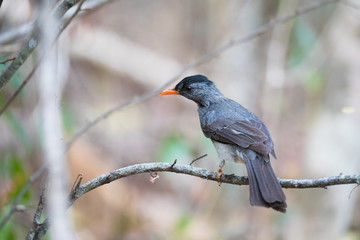 Fototapeta premium Malagasy bulbul (Hypsipetes madagascariensis) madagascar